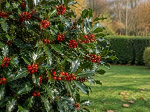 3 plantas con fruto ornamental que dan vida al jardín