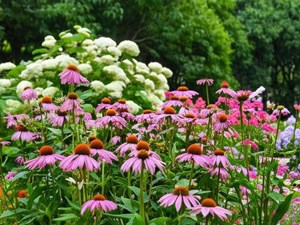 5 plantas de bajo mantenimiento para jardines en verano