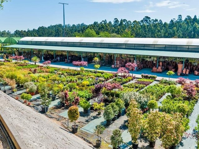 6 frutos que puede cultivar en Galicia en verano
