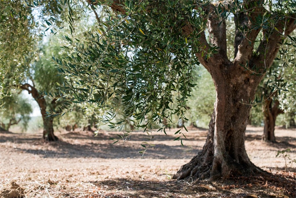 Amplia variedad de olivos centenarios de diferentes tamaños