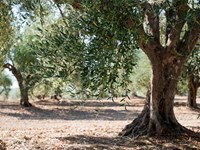 Amplia variedad de olivos centenarios de diferentes tamaños