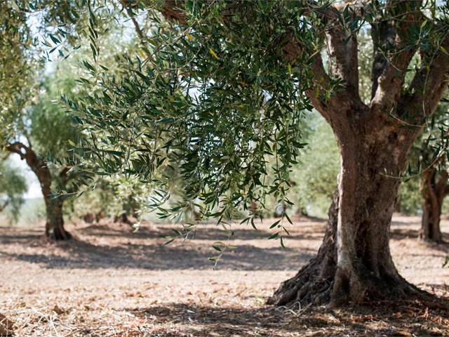 Amplia variedad de olivos centenarios de diferentes tamaños