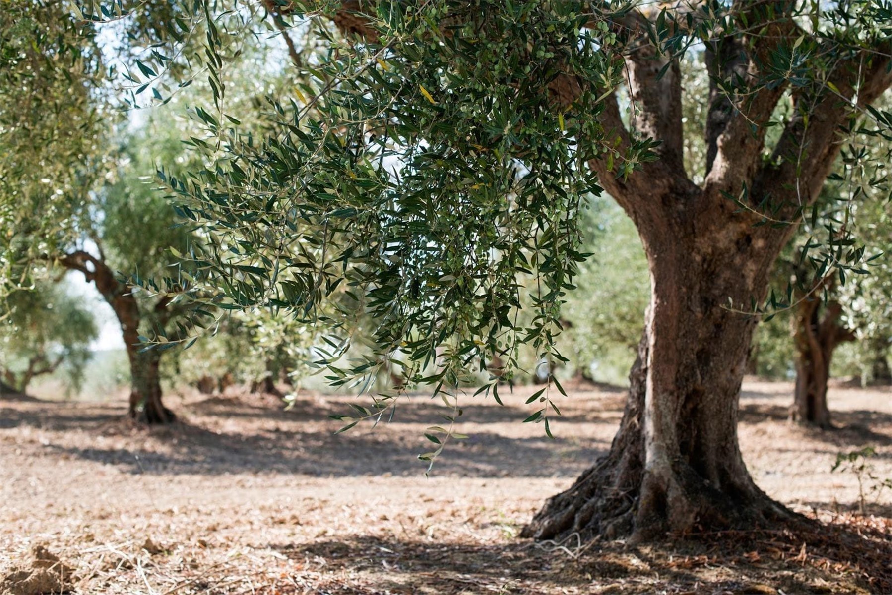 Amplia variedad de olivos centenarios