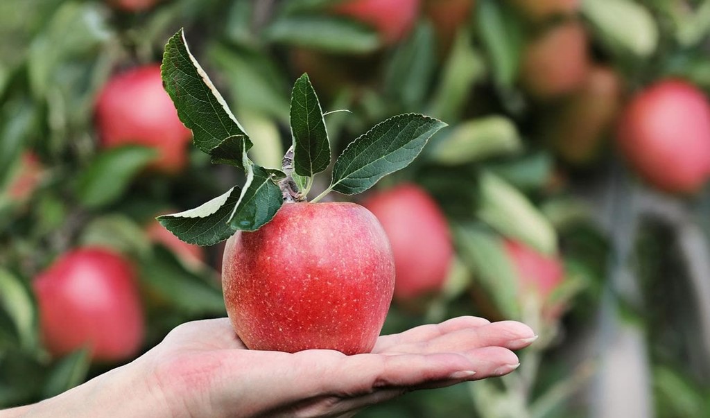 Comienza el año con árboles frutales