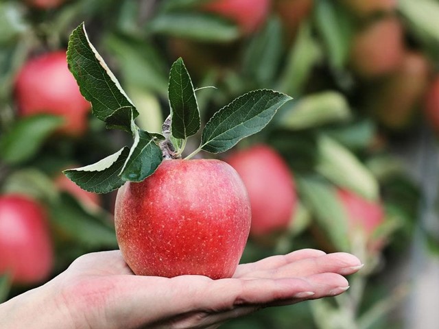 Comienza el año con árboles frutales