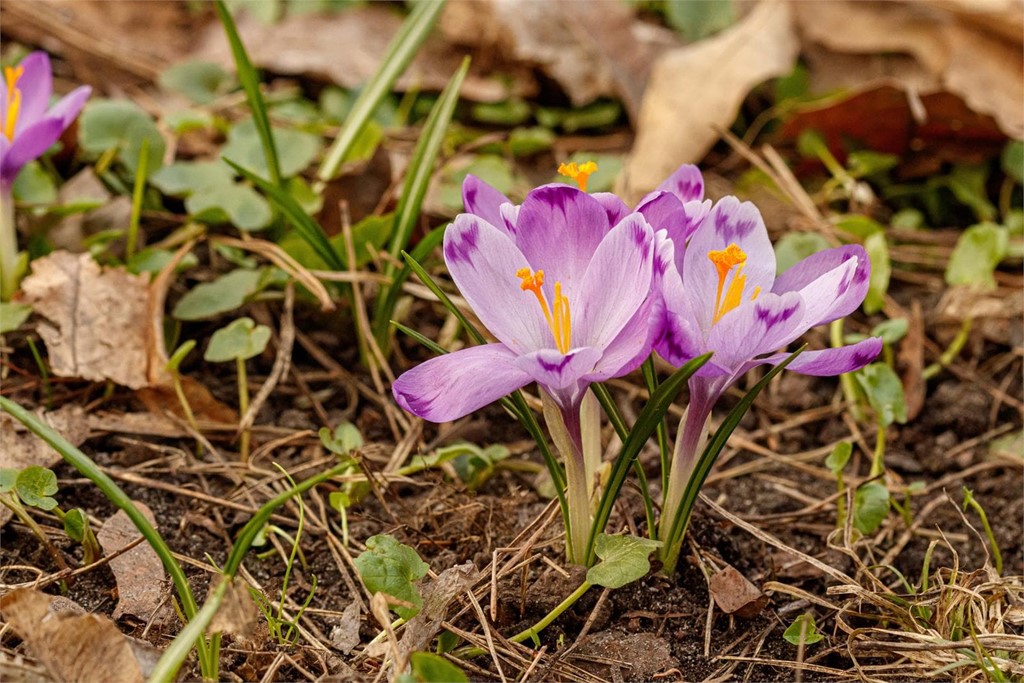 ¿Cómo cuidar las plantas y flores esta temporada primavera-verano?