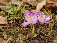 ¿Cómo cuidar las plantas y flores esta temporada primavera-verano?