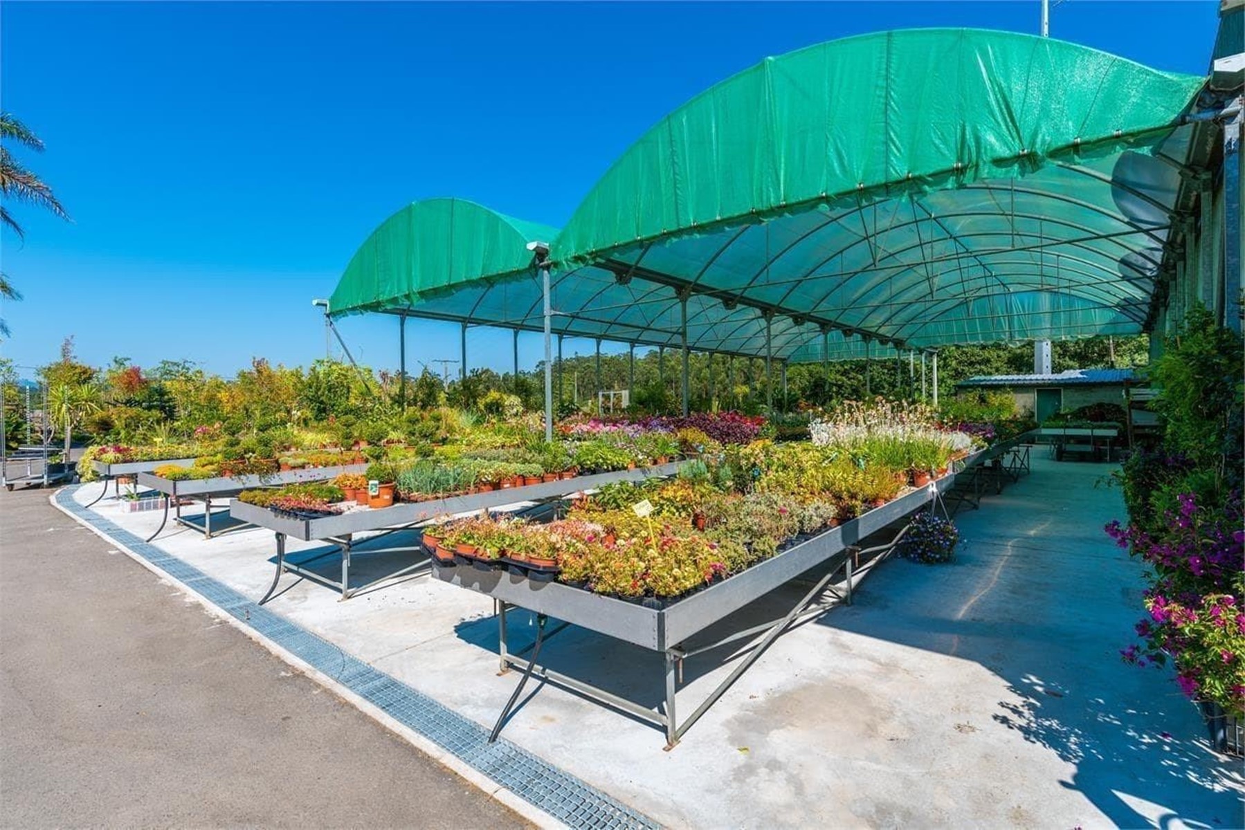 Cómo elegir las mejores plantas para su jardín