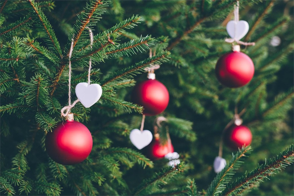 ¿Cómo escoger el árbol perfecto esta Navidad? 