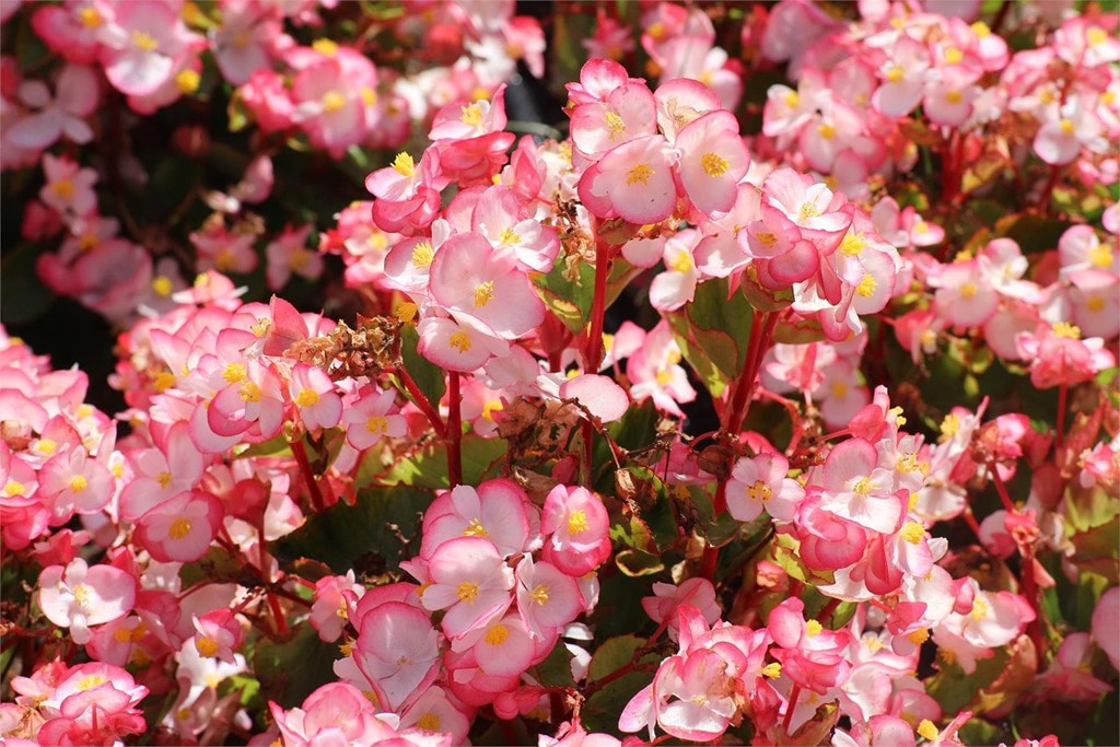 ¿Cómo preparamos nuestro jardín esta primavera?