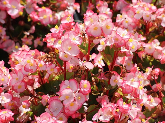 ¿Cómo preparamos nuestro jardín esta primavera?