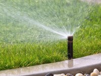 Cómo proteger las plantas del calor extremo sin dañarlas