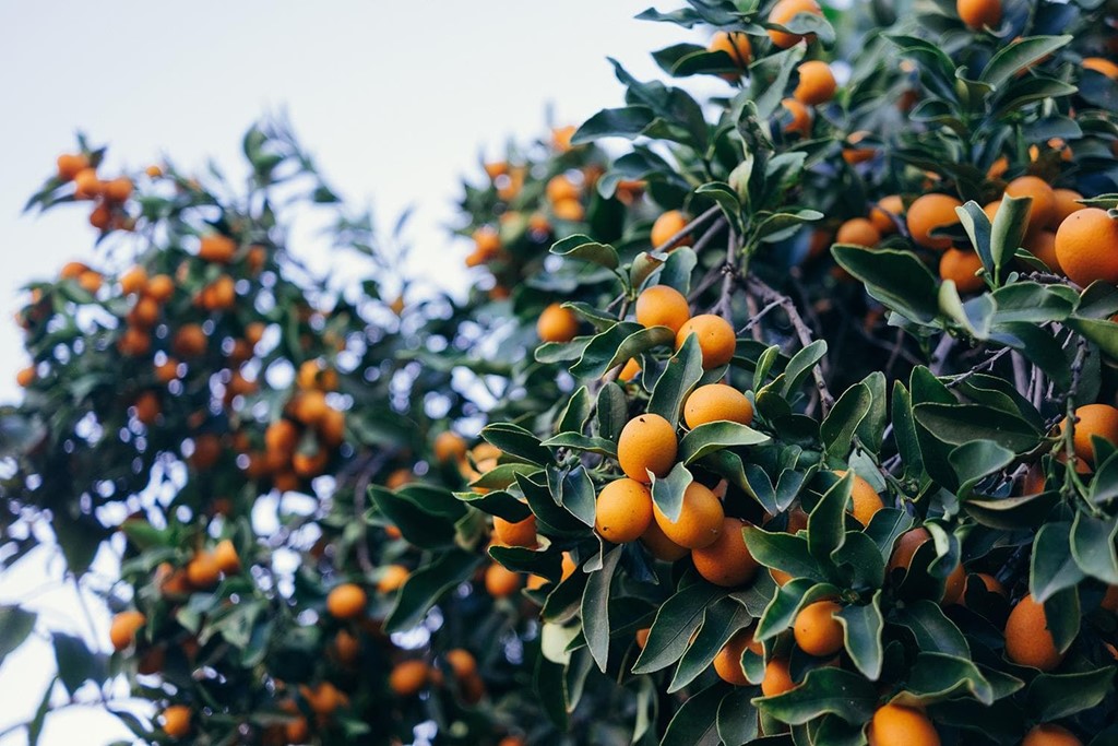 ¿Cómo tener unos frutales y cepas productivas?