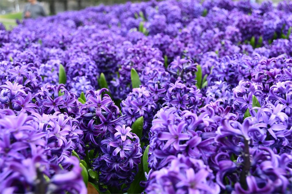 ¿Con qué flores puedo sorprender en Navidad?