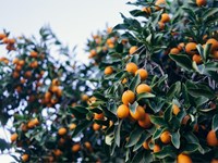 Consejos para cultivar árboles frutales