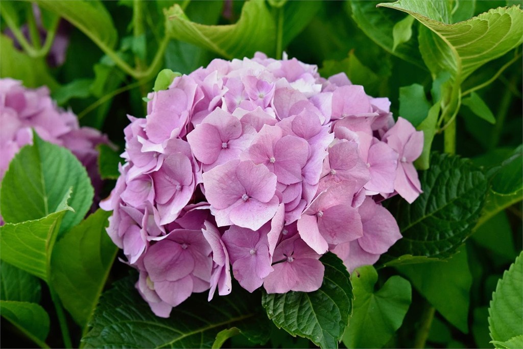 Cuidados de la hortensia | Diseño de jardines en Viveros O Barreiro