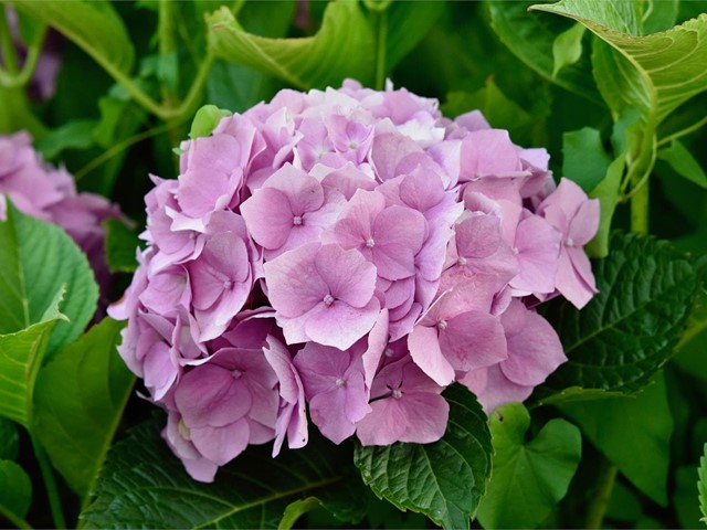 Consejos para el cuidado de la hortensia, una flor mágica