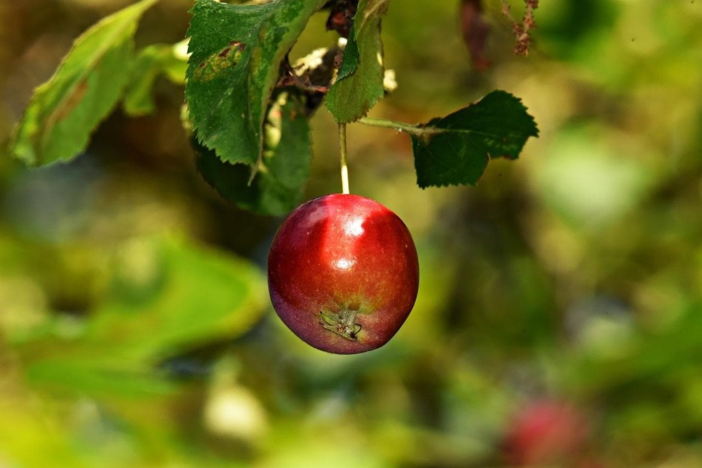 Consejos para la plantación de árboles frutales