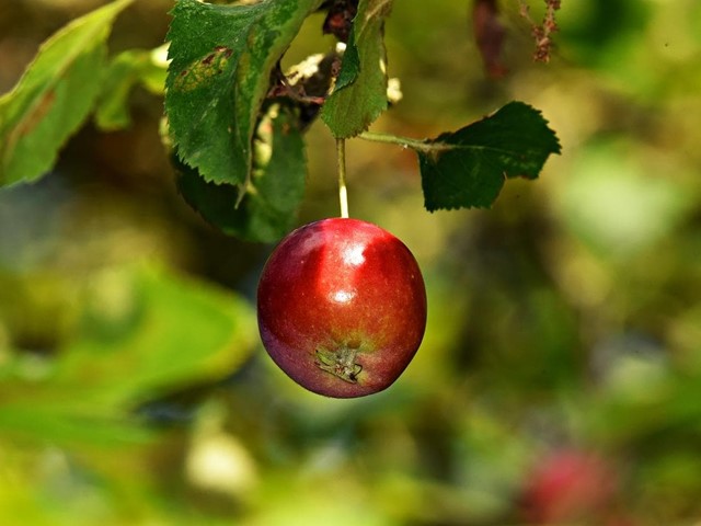 Consejos para la plantación de árboles frutales