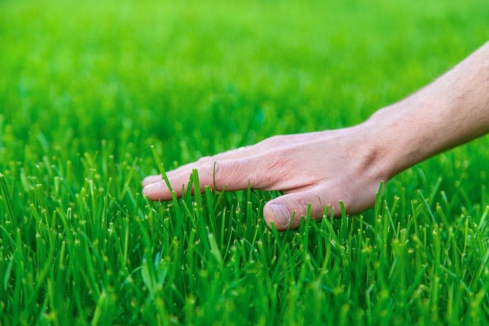 Consejos para mantener el césped perfecto siempre