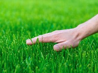 Consejos para mantener el césped perfecto siempre