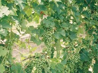 Consejos para plantar una vid o un viñedo 