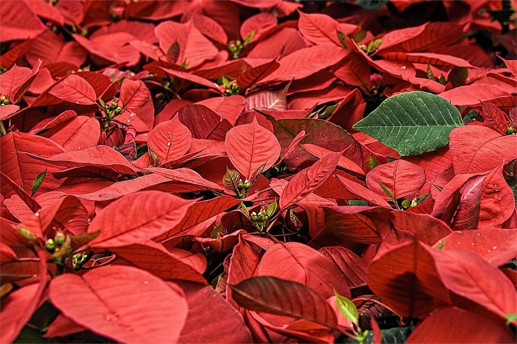 Consiga su poinsettia o flor de pascua para esta Navidad