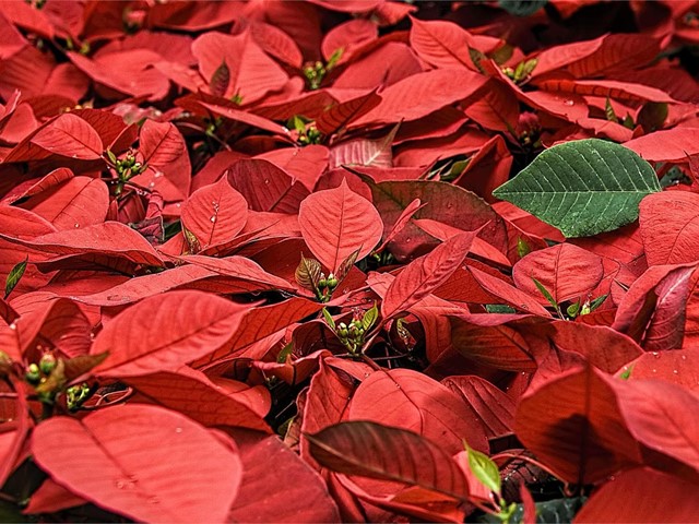 Consiga su poinsettia o flor de pascua para esta Navidad