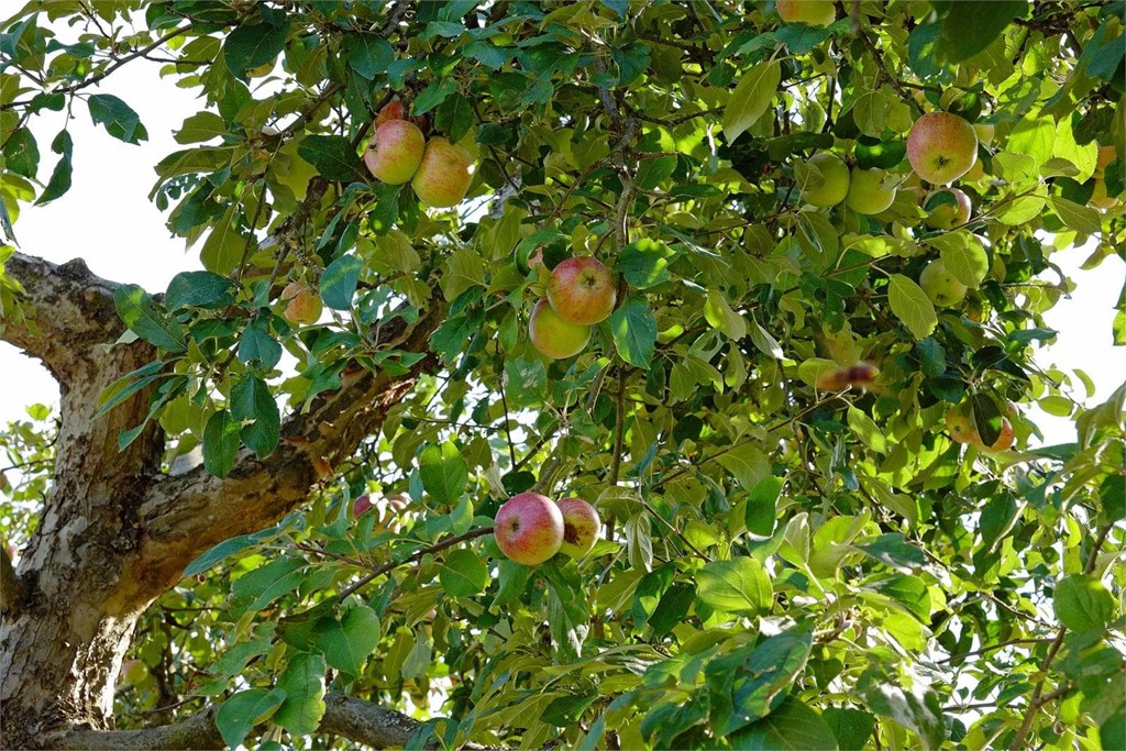 Convierte tu jardín en un huerto