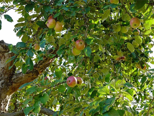 Convierte tu jardín en un huerto