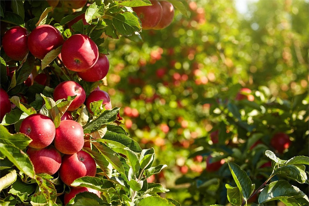 ¿Cuáles son los árboles frutales más demandados?