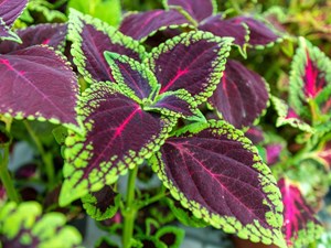 ¿Cuánta luz necesita realmente una planta de interior?