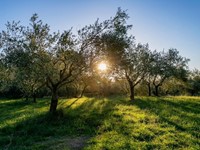 ¿Cuánto crece al año un olivo?