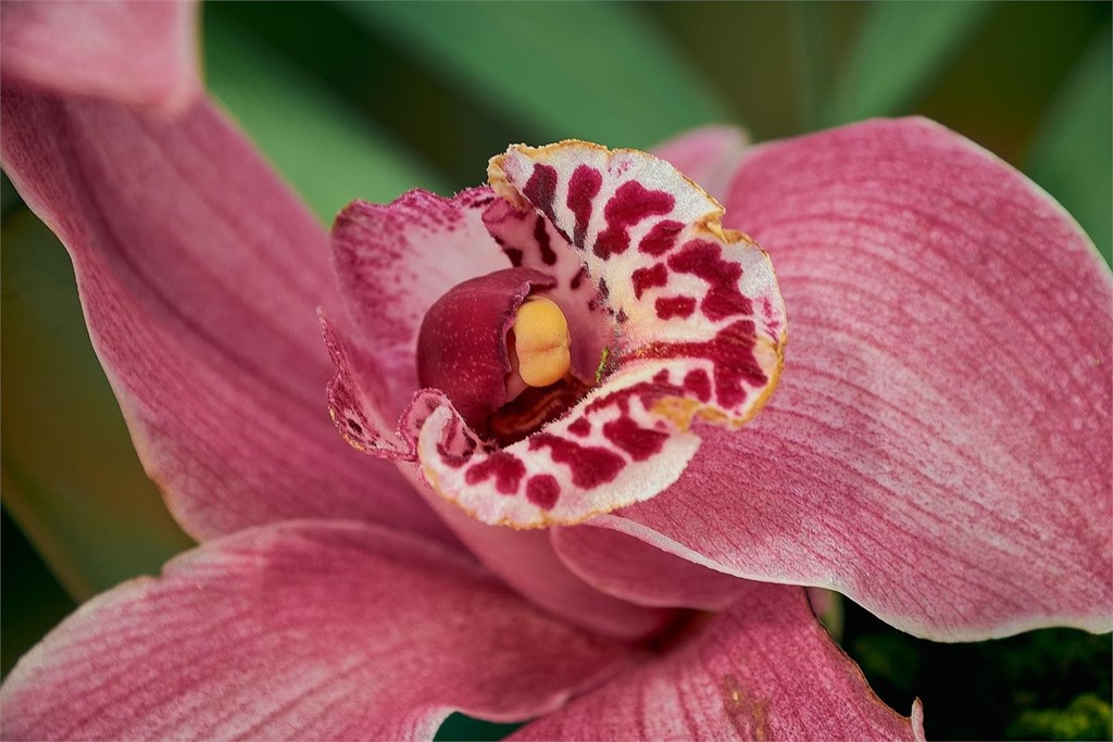 Cuidados de orquídea Cymbidium