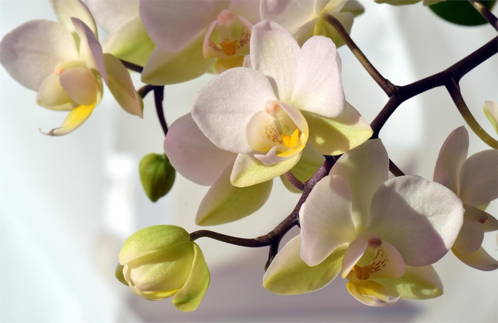 Cuidados de la Orquídea Cymbidium - Imagen 1