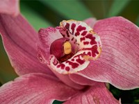 Cuidados de la Orquídea Cymbidium