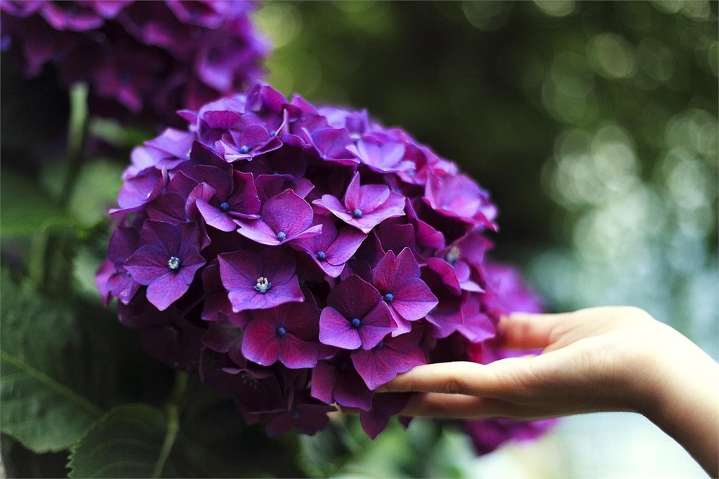 Dé color a su jardín con hortensias y dipladenias