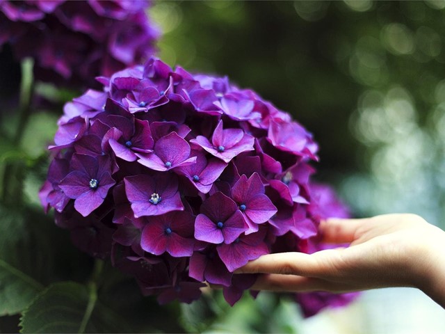 Dé color a su jardín con hortensias y dipladenias