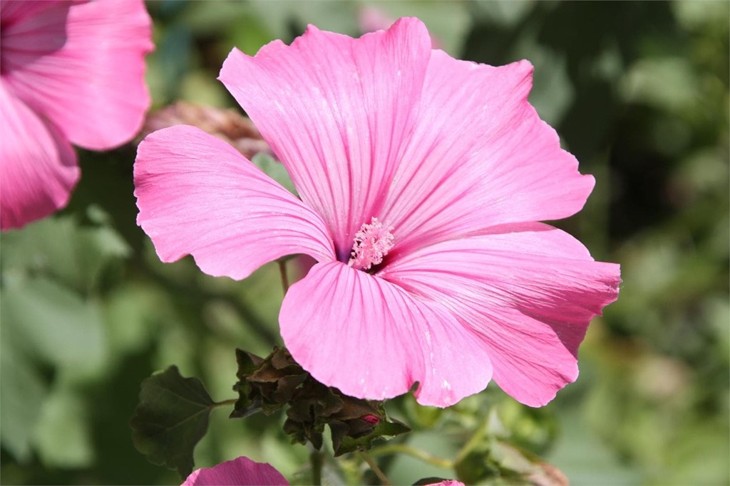 Descubre la belleza de la alegría guineana y la surfinia