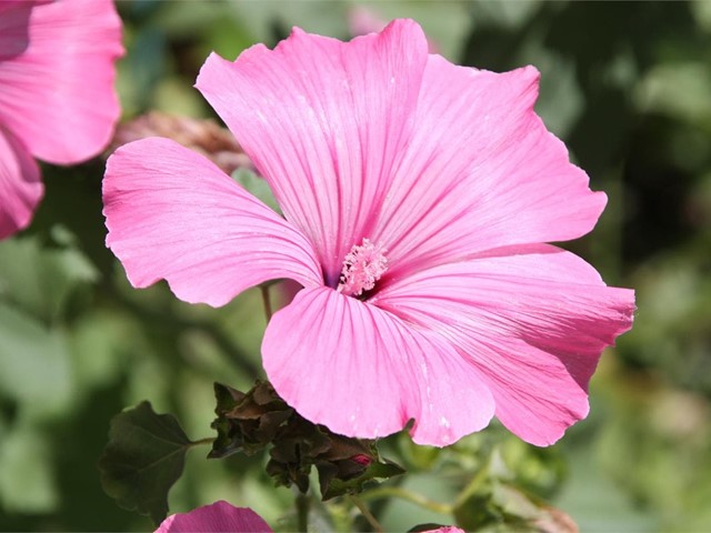 Descubre la belleza de la alegría guineana y la surfinia