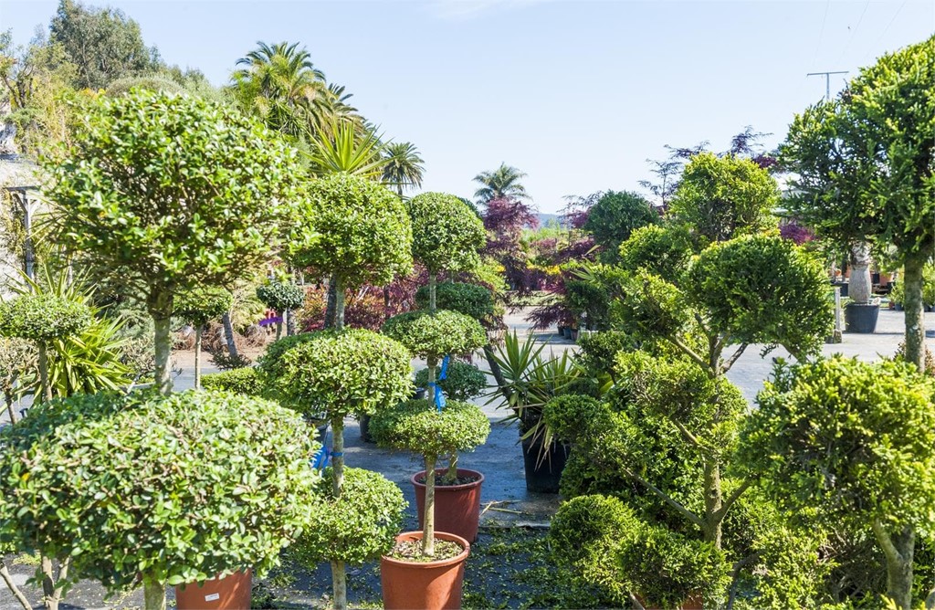 Diseño y mantenimiento de su jardín