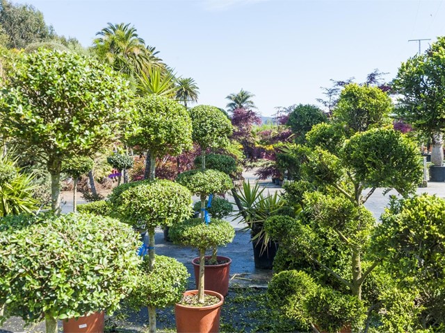 Diseño y mantenimiento de su jardín