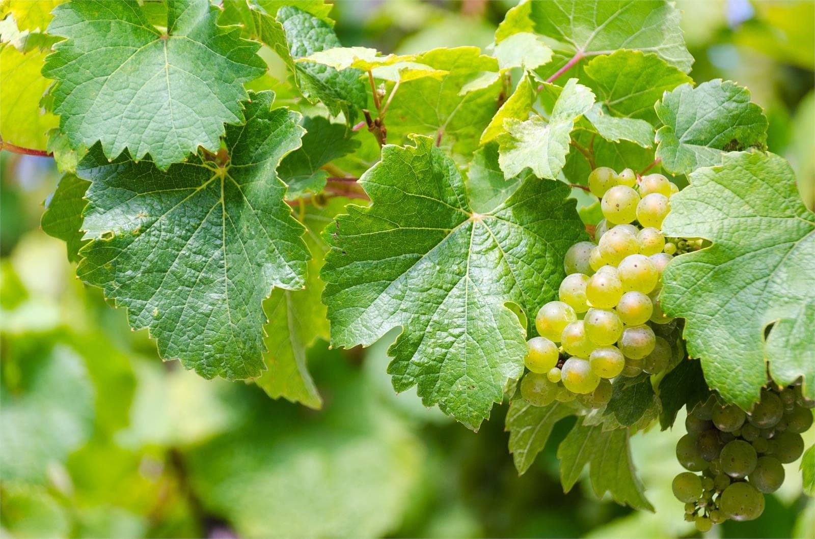 El cuidado del terreno, factor clave para un albariño de calidad - Imagen 1