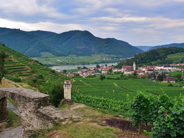 El cuidado del terreno, factor clave para un albariño de calidad