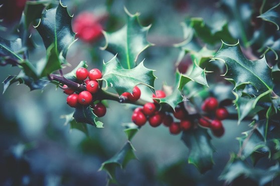 Elije tu árbol de Navidad perfecto en Viveiros O Barreiro - Imagen 1