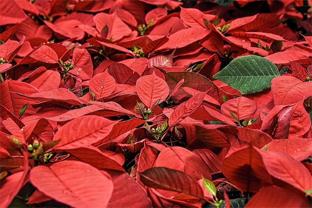 Encuentre las mejores plantas de Navidad en Viveros O Barreiro