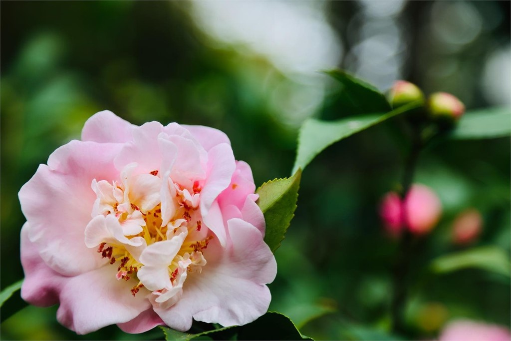 Época de poda de los camelias: consejos y trucos