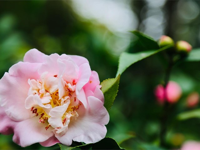 Época de poda de los camelias: consejos y trucos