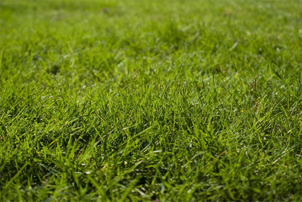 ¡Es el momento perfecto para plantar césped en su jardín!