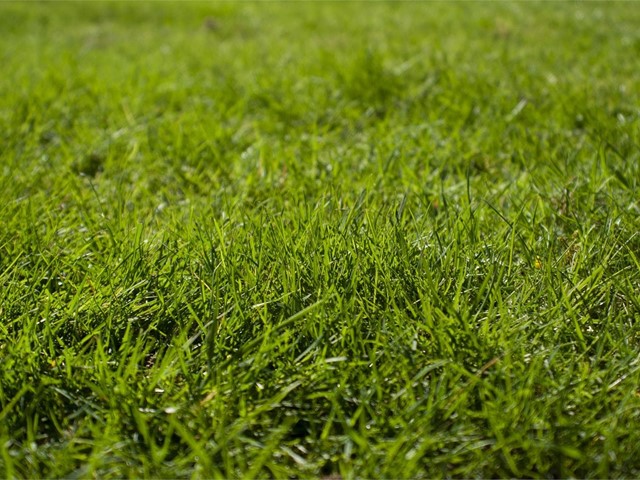 ¡Es el momento perfecto para plantar césped en su jardín!